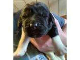 Newfoundland Puppy for sale in Binghamton, NY, USA