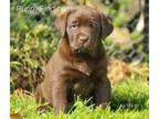 Labrador Retriever Puppy for sale in Fairfax, VA, USA