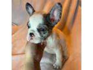 French Bulldog Puppy for sale in Chino, CA, USA