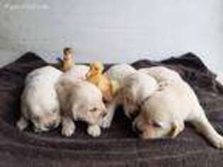Golden Retriever Puppy for sale in Riverside, TX, USA