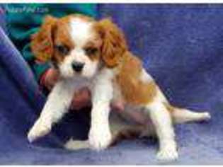 Cavalier King Charles Spaniel Puppy for sale in Clare, IL, USA