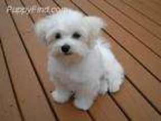 Maltese Puppy for sale in Mukwonago, WI, USA