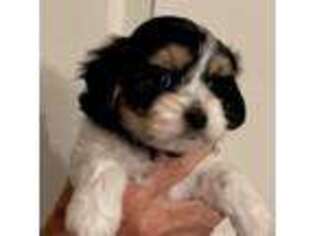 Cavalier King Charles Spaniel Puppy for sale in Liberty, MS, USA