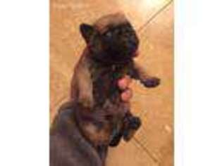 Pug Puppy for sale in Loomis, CA, USA
