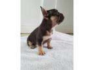 French Bulldog Puppy for sale in Hammerwich, Staffordshire (England), United Kingdom