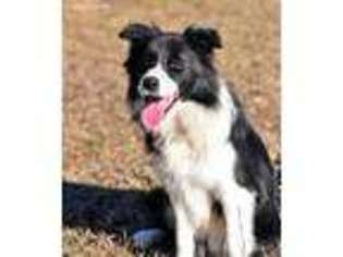 Border Collie Puppy for sale in Mountain Grove, MO, USA