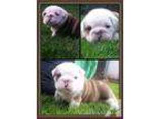 Bulldog Puppy for sale in TROUTDALE, OR, USA