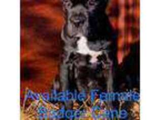 Cane Corso Puppy for sale in Arcadia, WI, USA