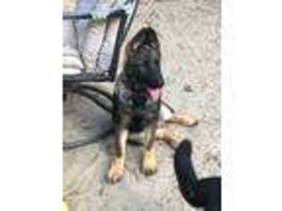 German Shepherd Dog Puppy for sale in Sneads, FL, USA