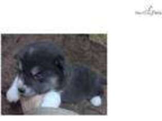 Wolf Hybrid Puppy for sale in Missoula, MT, USA
