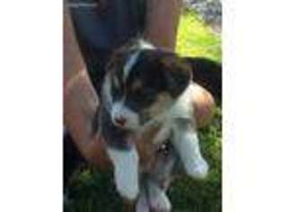 Pembroke Welsh Corgi Puppy for sale in Tremonton, UT, USA