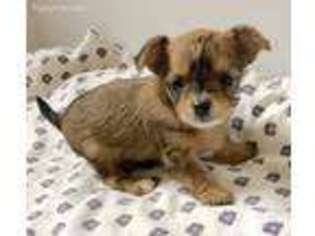 Chorkie Puppy for sale in Northport, AL, USA