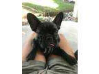 French Bulldog Puppy for sale in Kill Devil Hills, NC, USA
