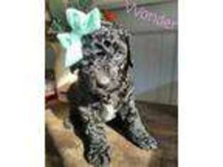 Goldendoodle Puppy for sale in Mullica Hill, NJ, USA