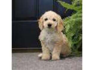 Goldendoodle Puppy for sale in Rock Valley, IA, USA