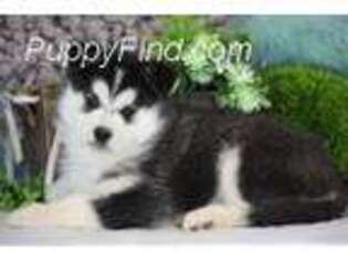 Siberian Husky Puppy for sale in West Plains, MO, USA