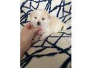 Shiba Inu Puppy for sale in Bunnlevel, NC, USA