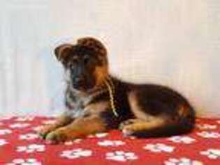 German Shepherd Dog Puppy for sale in Waynesville, OH, USA