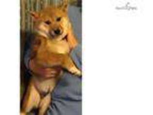 Shiba Inu Puppy for sale in Lexington, KY, USA