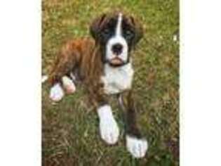 Boxer Puppy for sale in Sneedville, TN, USA