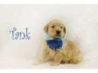 Golden Retriever Puppy for sale in Muscatine, IA, USA