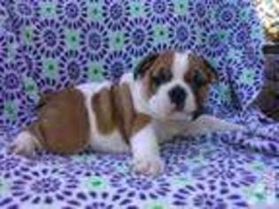 Bulldog Puppy for sale in TELFORD, TN, USA