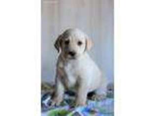 Labrador Retriever Puppy for sale in Baltic, OH, USA