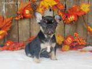 French Bulldog Puppy for sale in Jefferson, OR, USA