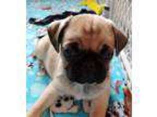 Pug Puppy for sale in Wakeman, OH, USA