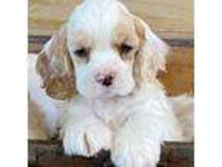 Cocker Spaniel Puppy for sale in Vail, AZ, USA