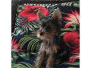 Yorkshire Terrier Puppy for sale in Inverness, FL, USA