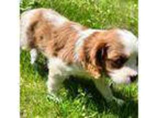 Cavalier King Charles Spaniel Puppy for sale in Minnetonka, MN, USA