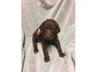 Labradoodle Puppy for sale in Bowie, TX, USA