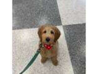 Goldendoodle Puppy for sale in Newington, CT, USA