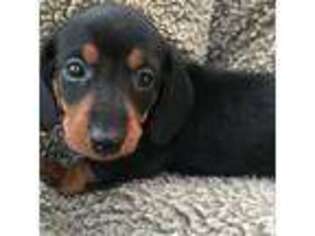 Dachshund Puppy for sale in Kerrville, TX, USA