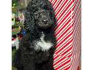 Mutt Puppy for sale in Signal Mountain, TN, USA