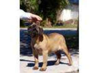 Bullmastiff Puppy for sale in WEST PALM BEACH, FL, USA