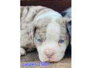 Alapaha Blue Blood Bulldog Puppy for sale in Nashville, TN, USA