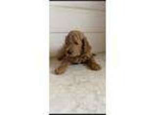 Goldendoodle Puppy for sale in Johnston, RI, USA