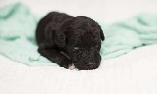 Labradoodle Puppy for sale in Livermore, KY, USA