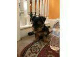 Yorkshire Terrier Puppy for sale in Plainfield, NJ, USA