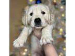Mutt Puppy for sale in Deltona, FL, USA