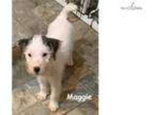 Jack Russell Terrier Puppy for sale in Fort Worth, TX, USA