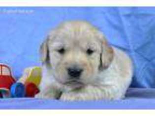 Golden Retriever Puppy for sale in Macomb, MO, USA