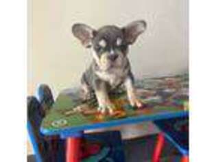 Bulldog Puppy for sale in Tampa, FL, USA