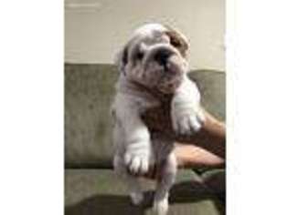 Bulldog Puppy for sale in Valley Stream, NY, USA