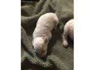 Mutt Puppy for sale in Elberfeld, IN, USA