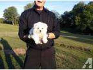 Bichon Frise Puppy for sale in MIDDLETOWN, MD, USA