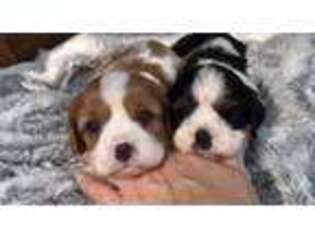 Cavalier King Charles Spaniel Puppy for sale in Ruston, LA, USA