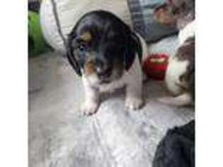 Dachshund Puppy for sale in Lacey, WA, USA